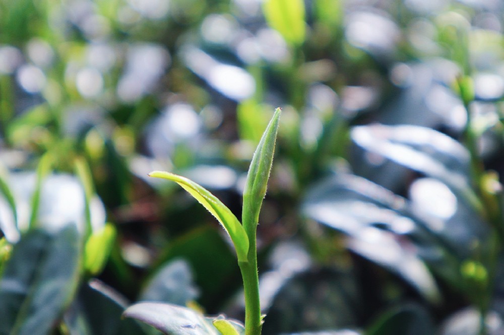 一杯蘭馨，三十載凝香——貴州山間的茶脈與風(fēng)骨